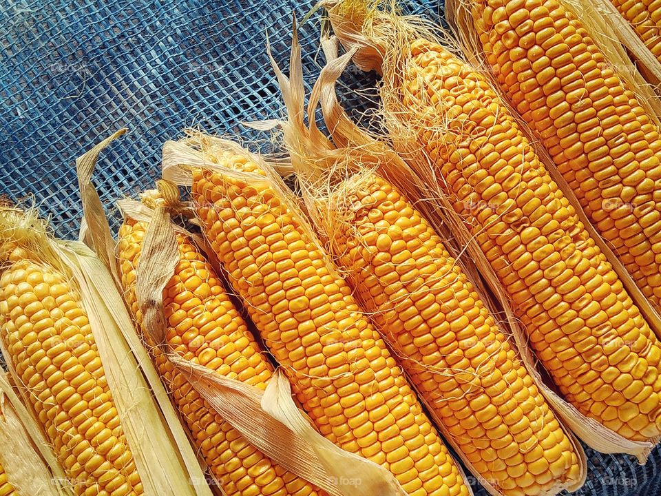 yellow corn swings on the background of the blue grid shot from above