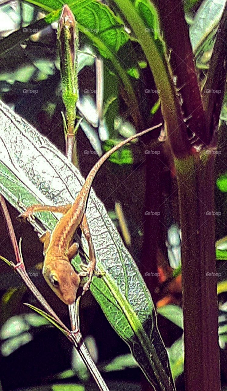 here lizard lizard lizard