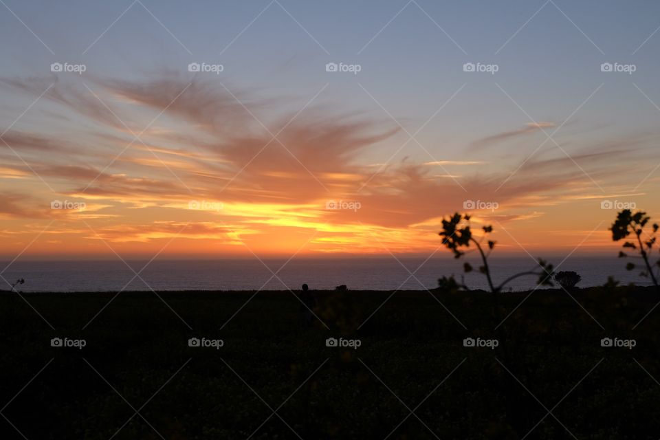 Field of wild flowers at dusk