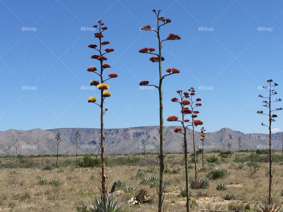 Yucca plant at Guadalupe National Park in Texas. 