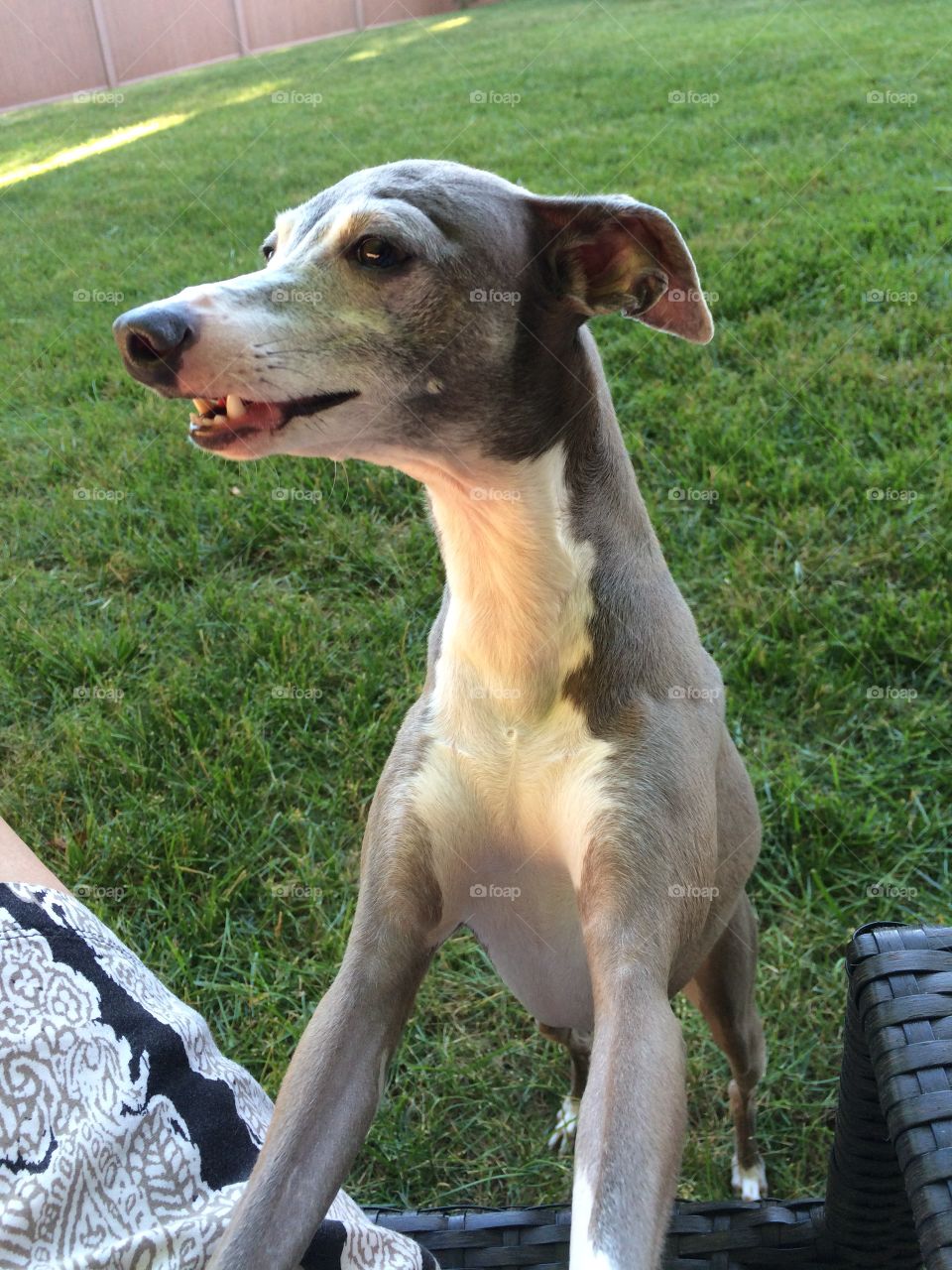 Greyhound Greeting