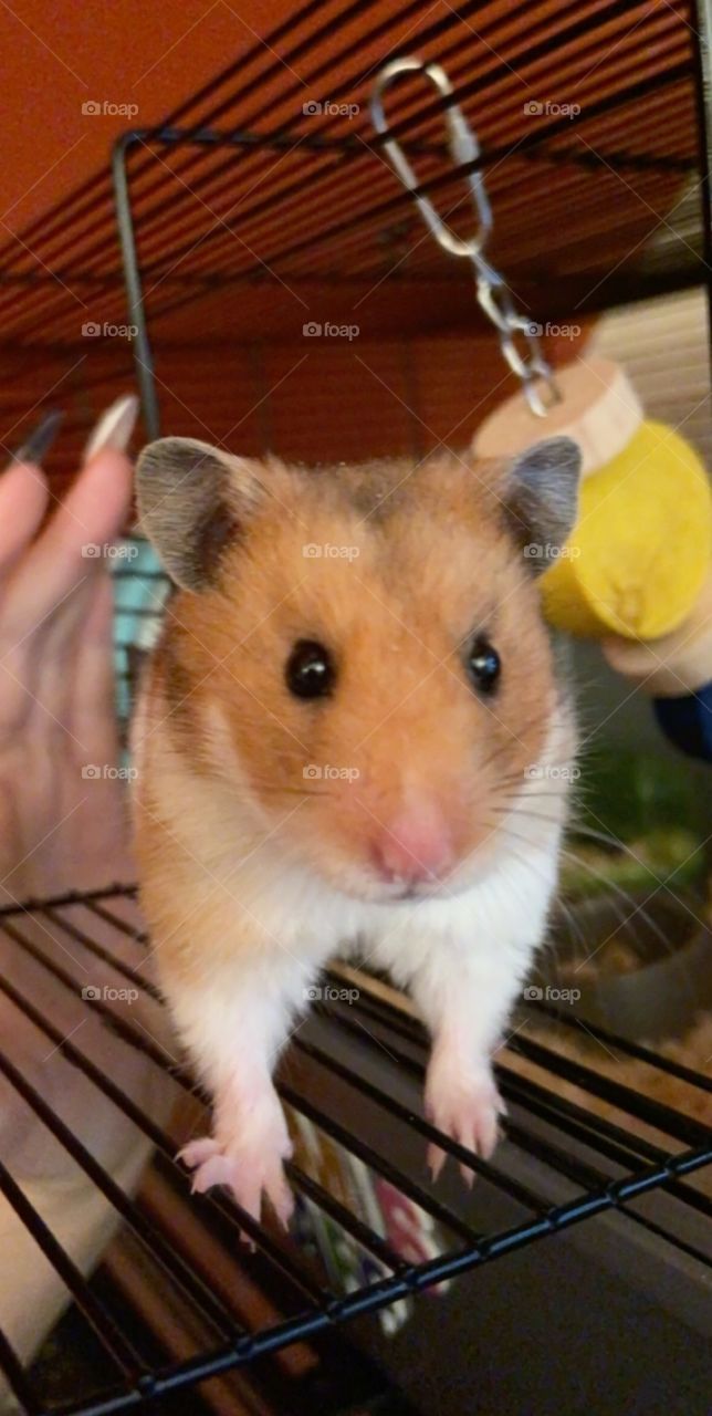 Darling Jeemi - our wee hamster that passed away last year. We miss you loads Jeemi ❤️