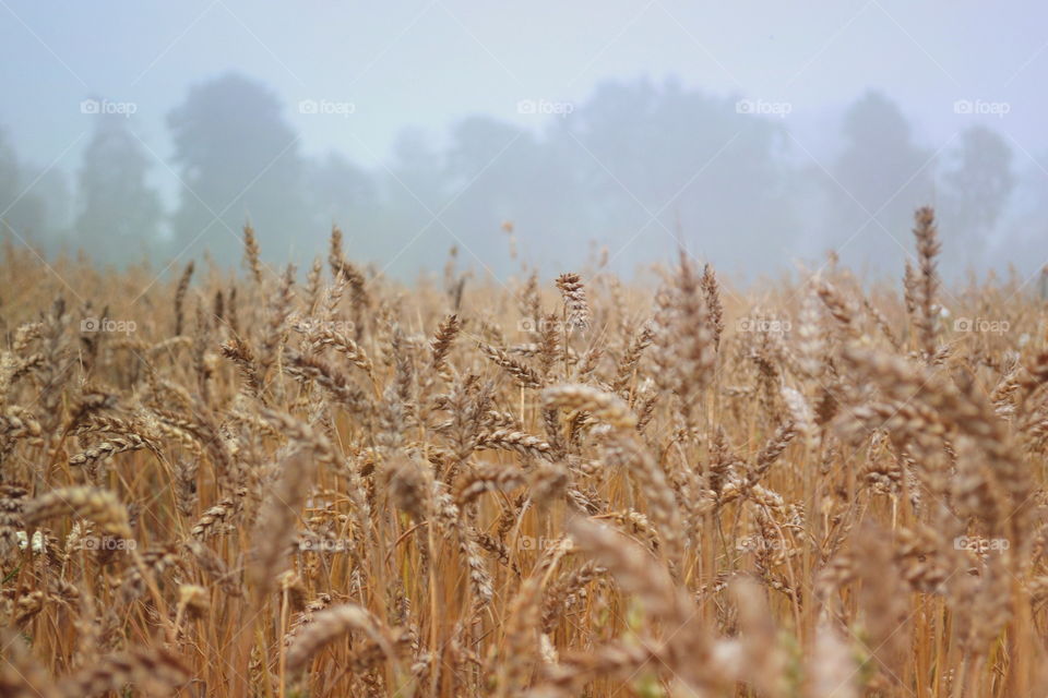 Wheat, Cereal, Bread, Rural, Corn