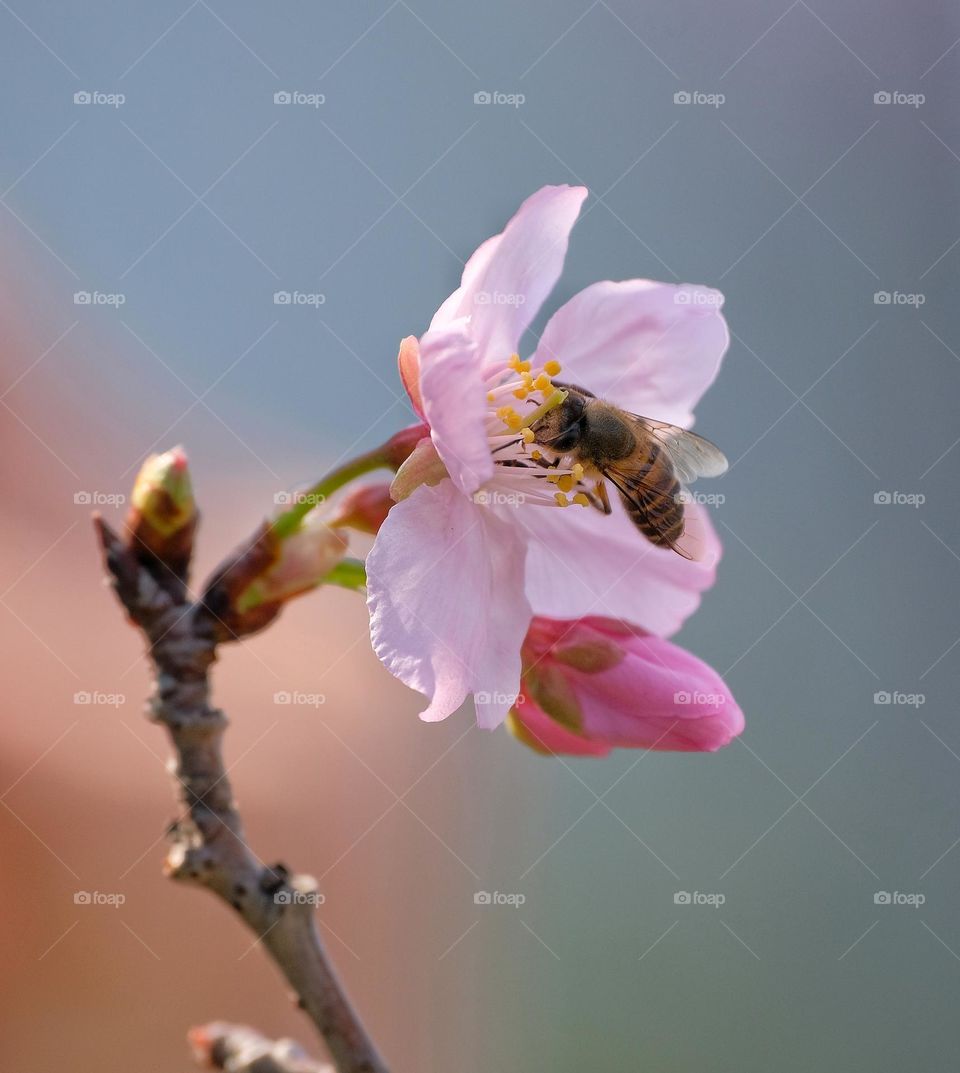 pink flower with Bee