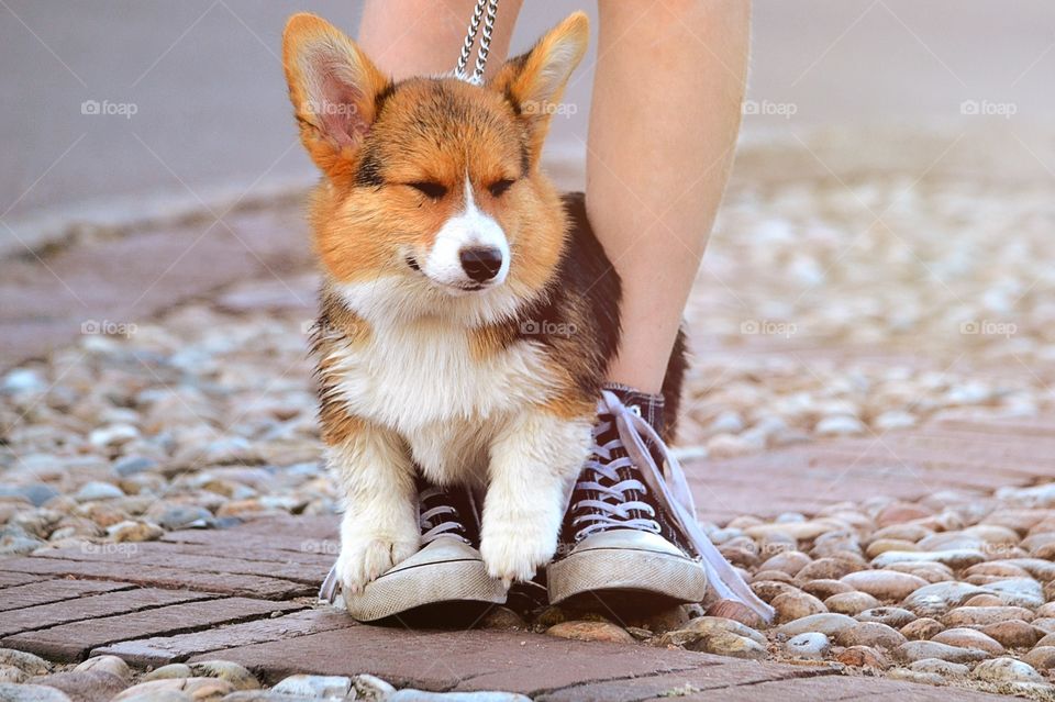 Close-up of a puppy