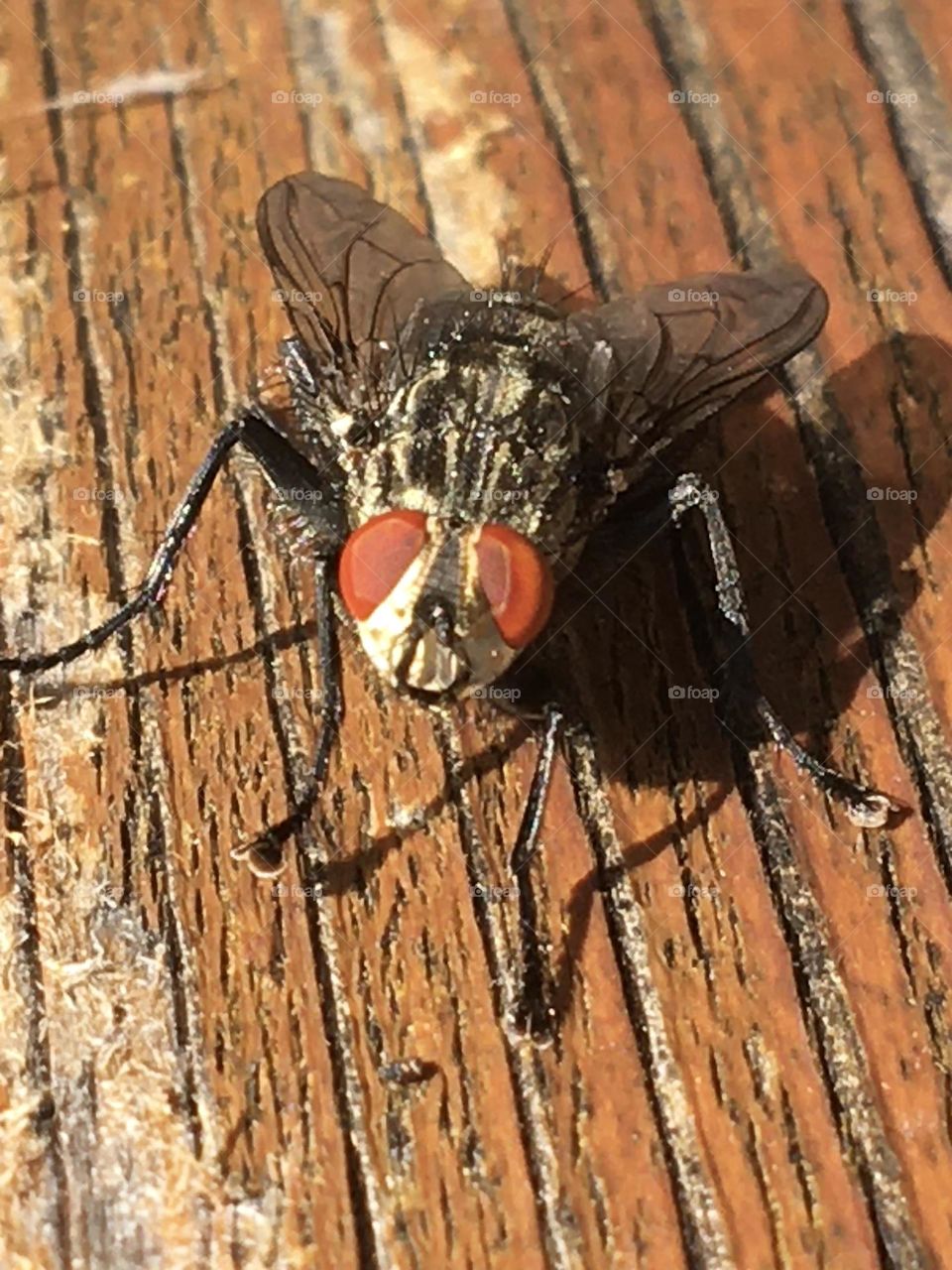 A fly placed on a wood 