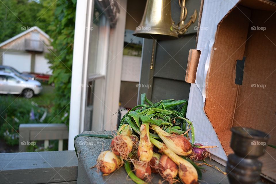 Just picked green onions. Just picked fresh from the garden green onions