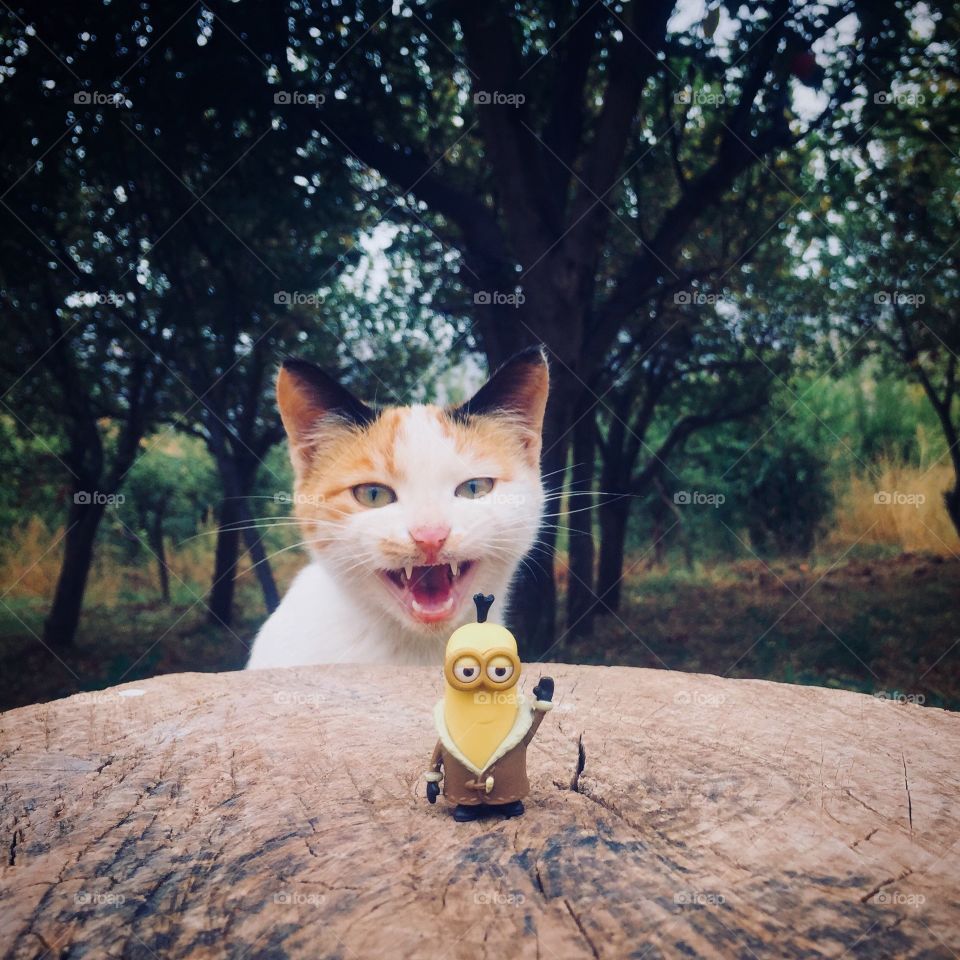 Angry cat and minion figure 