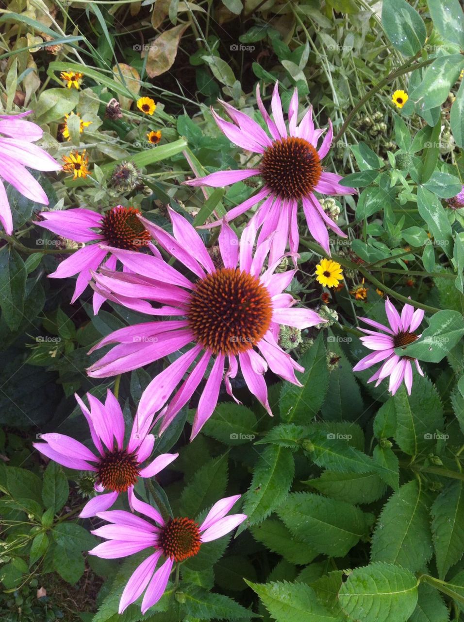 Purple flowers from garden