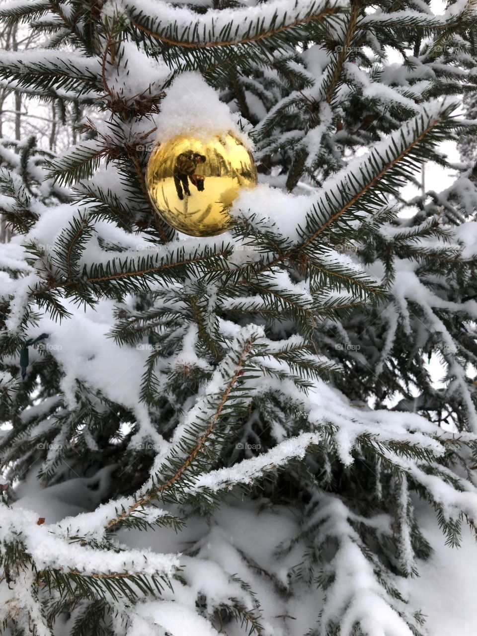 Snow covered pine 