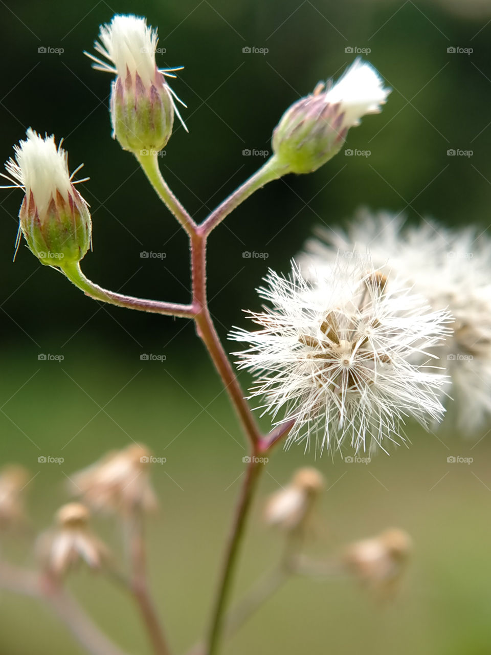 Some dried bush flowers prepare to be blown by the wind. Beautiful view in the garden.