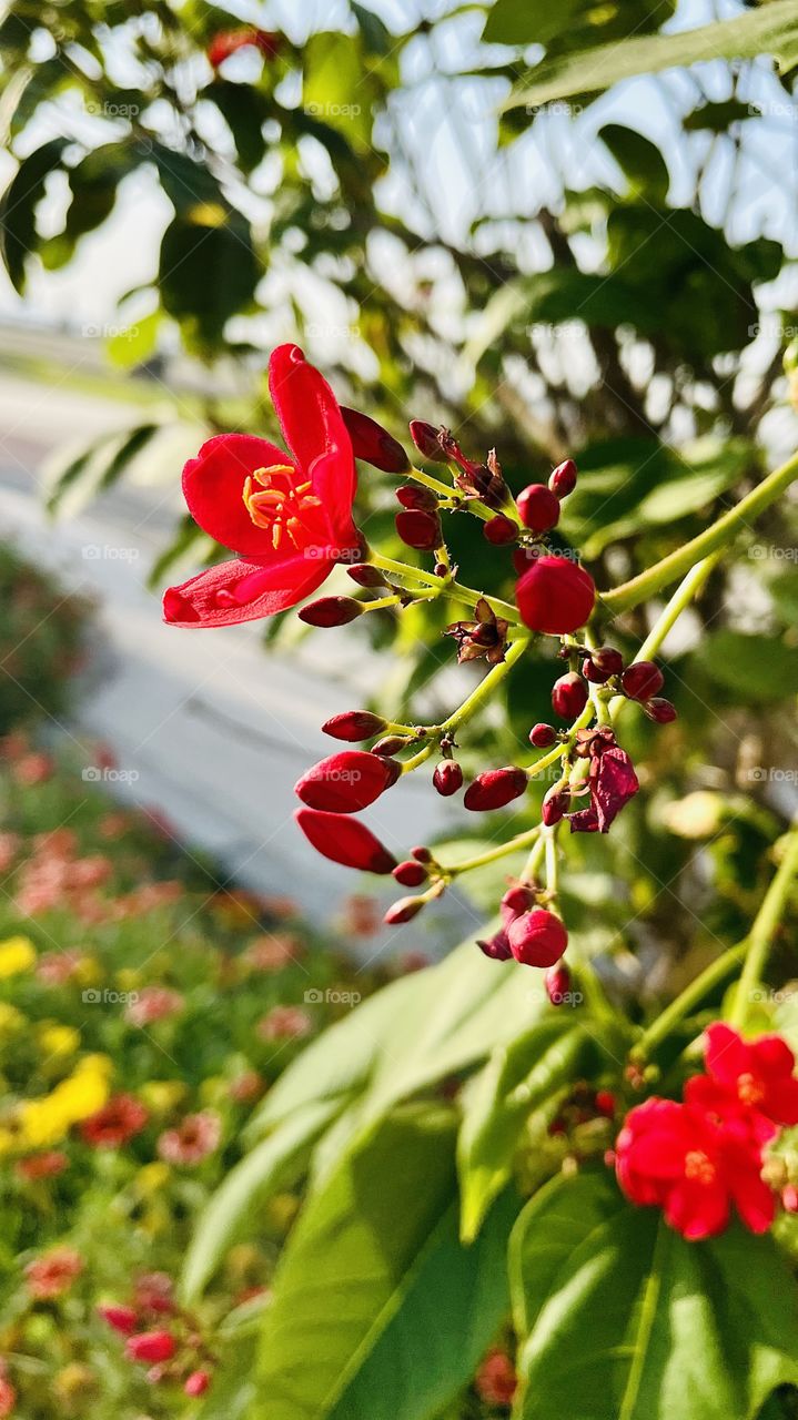 It is a nice view of a summer time flowers and buds 