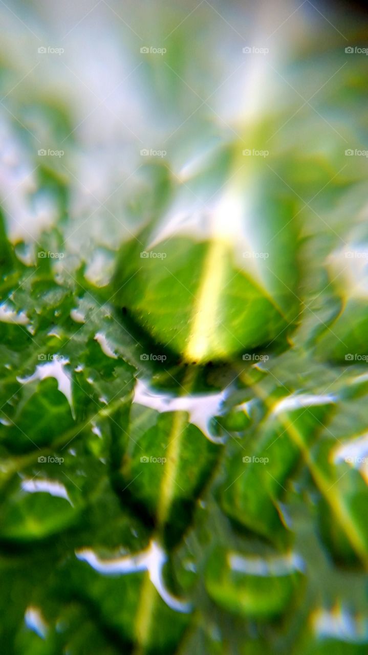Extreme close-up of leaf with raindrop