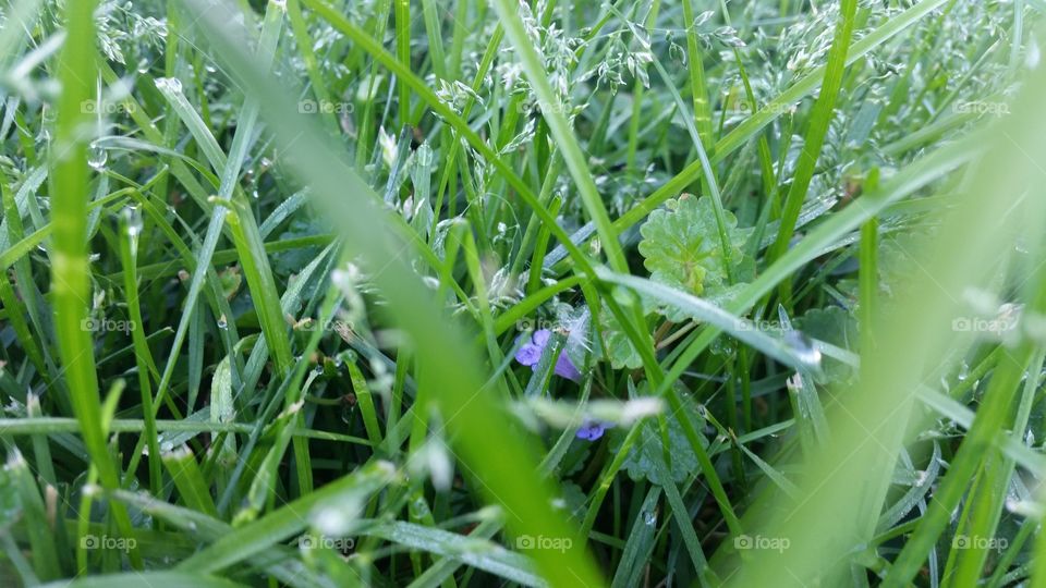 Peeking Flower. flowers peeking thru the grass