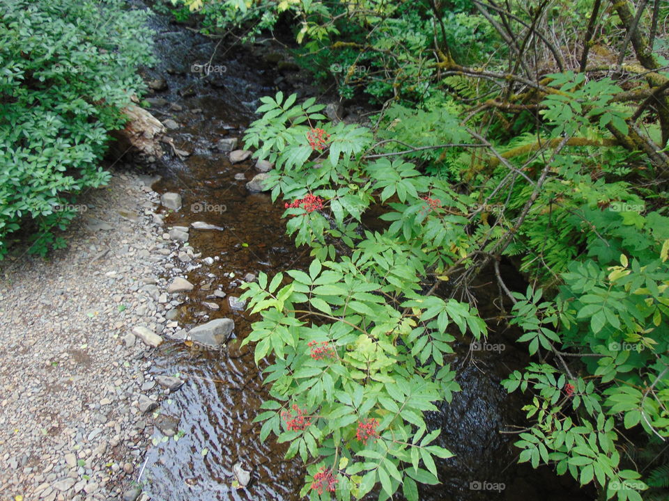 berry bush creek nature trail