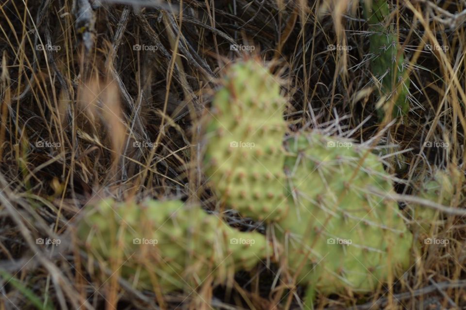 Cacti 