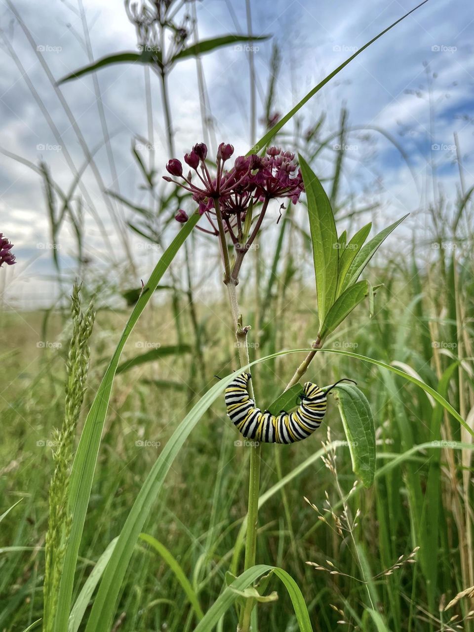 Monarch caterpillar on milkweed 