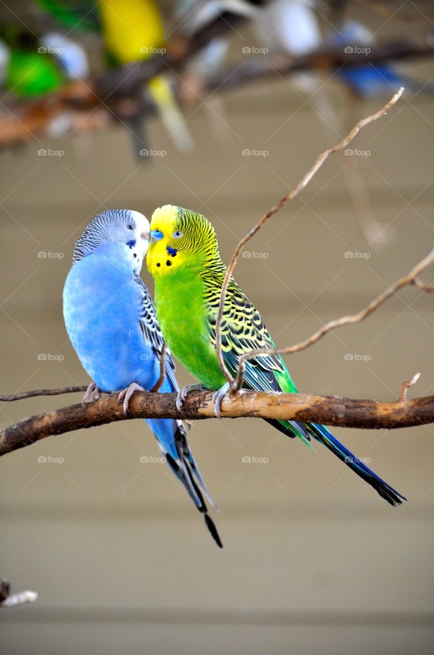 Budgies