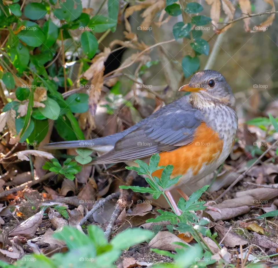 looking bird