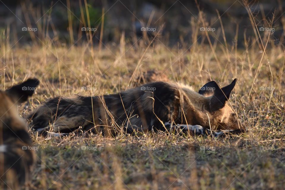 African Wild Dogs lying in the bush doing some sun bathing. The dog are playing and some are sleeping in the late afternoon sun before dark sets in.