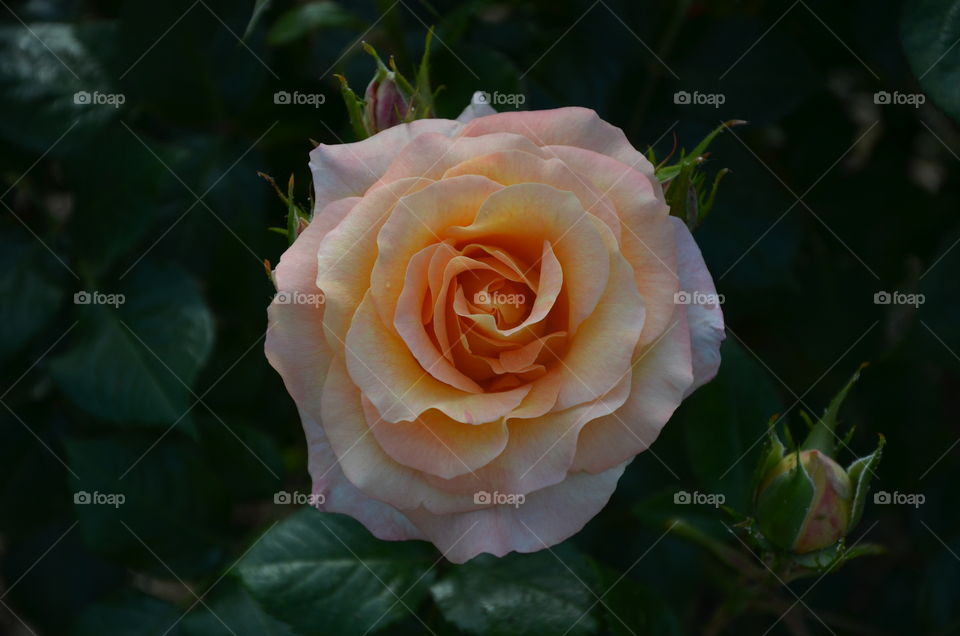 beautiful rose with a different colors