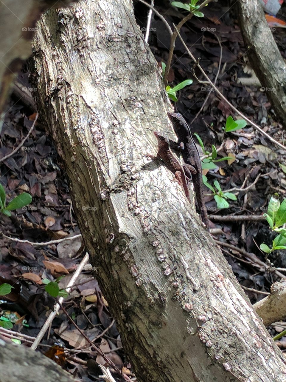 lizards sneaking off together