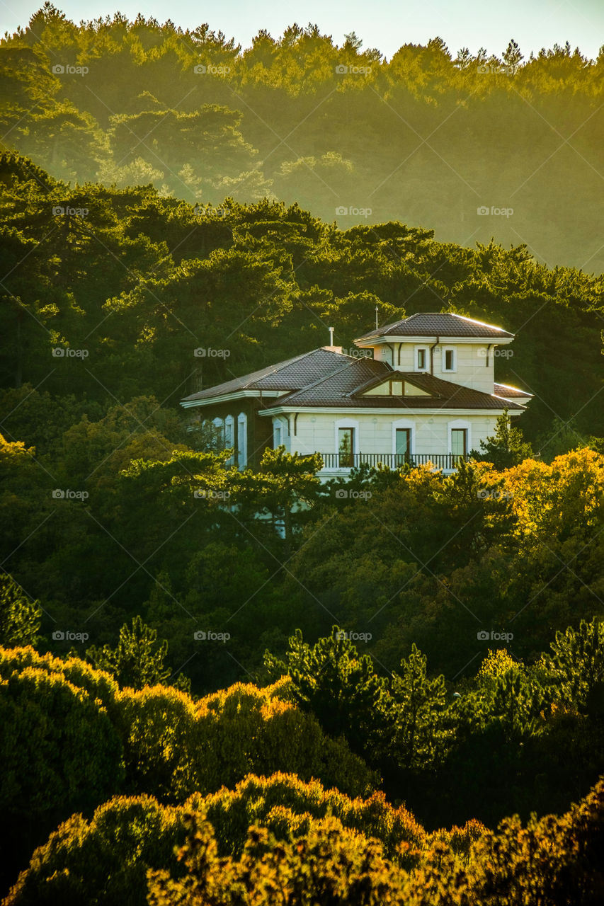 Forest hosting a house