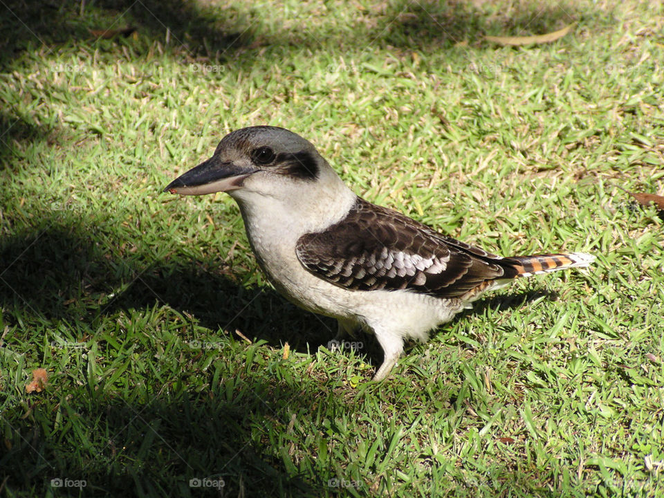 A wild kookaburra visited my camp