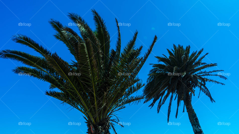 Sunken City Palm Trees