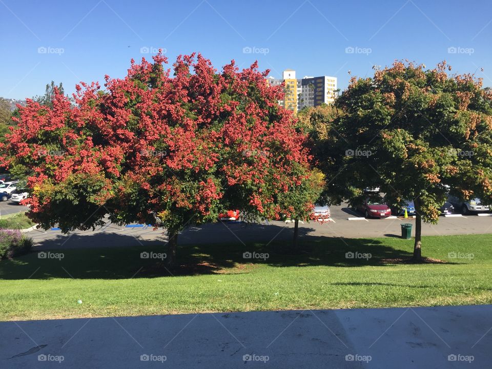 Tree, Park, Fall, Landscape, Road