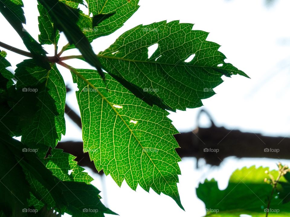 Green  leaves