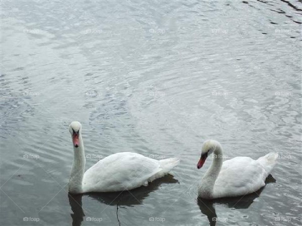 Swans going for a swim. Beautiful creatures. Waterloo Park. They also have other animals in s different location.  Been they quite a few times