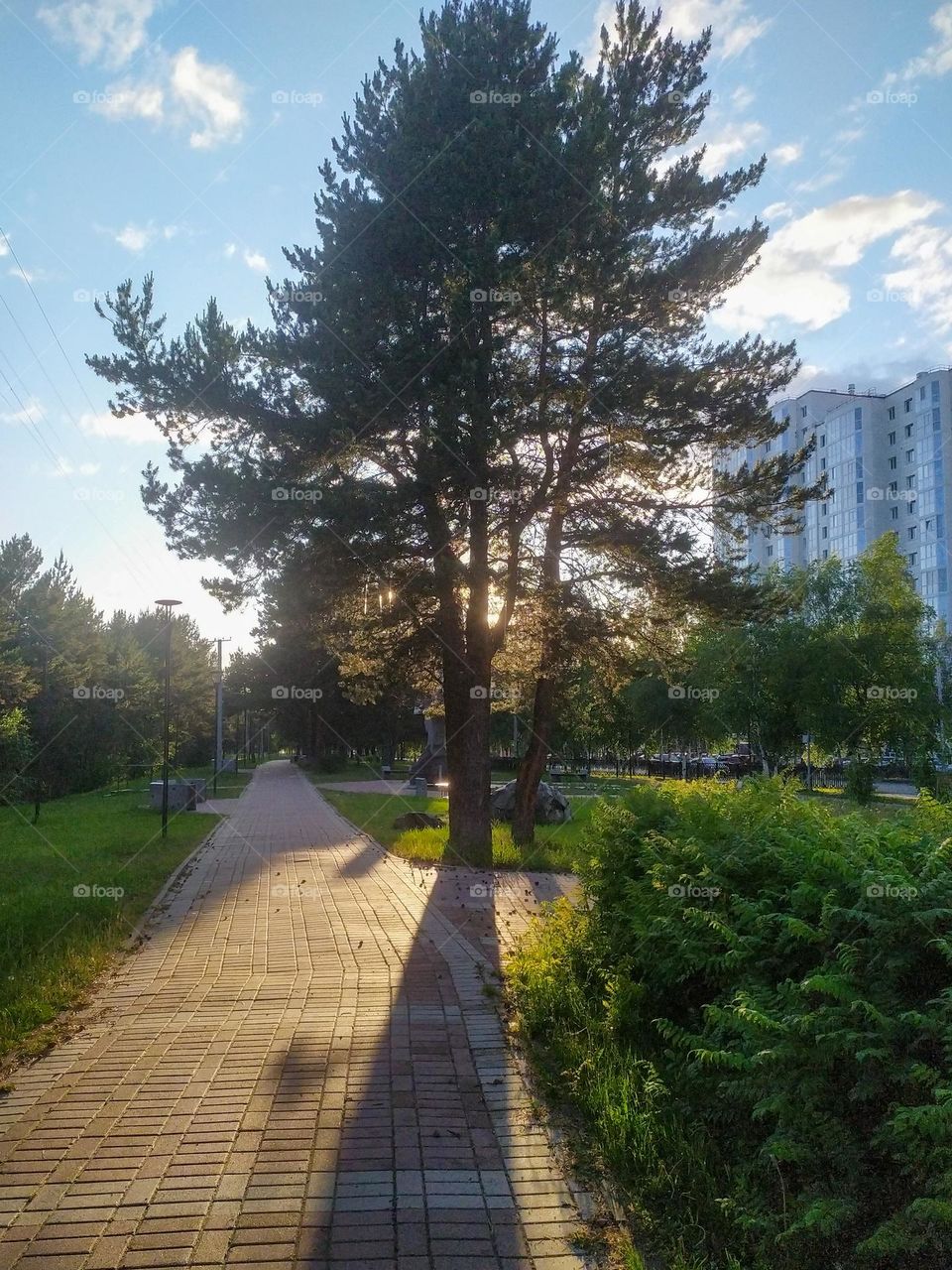 Sun rays passing through the branches of a tree