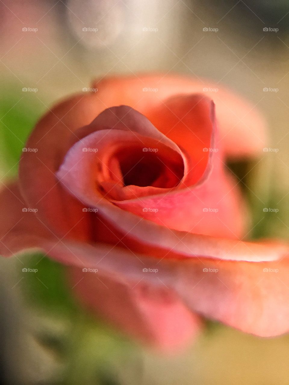Pink Rosebud 