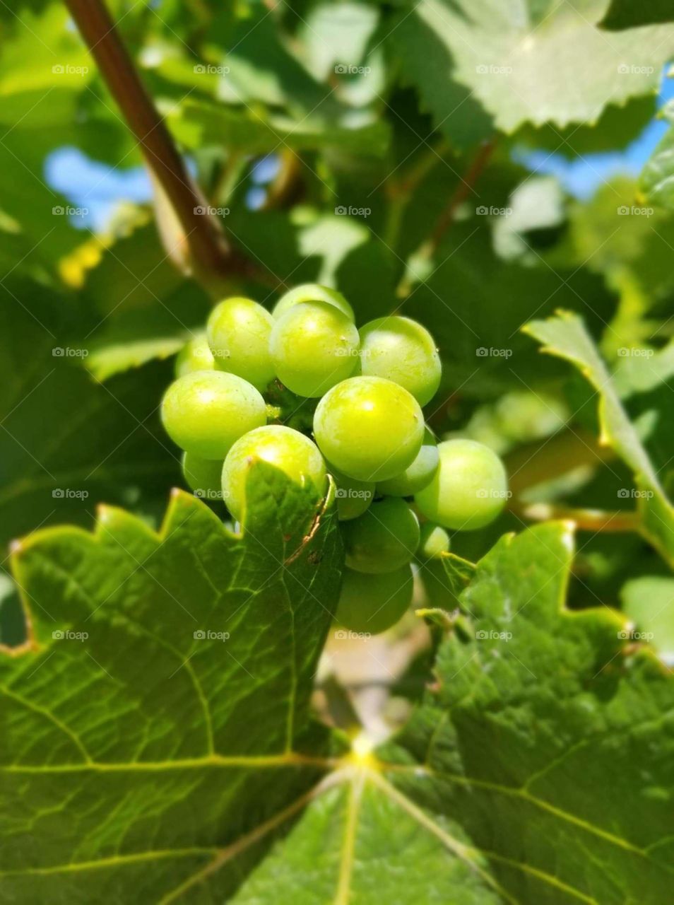 Vineyard Grapes
