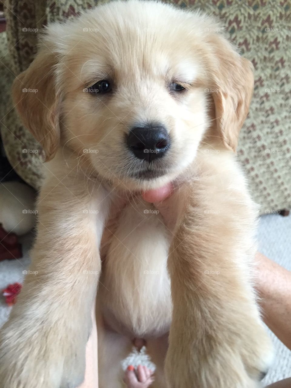 Golden retriever puppy 