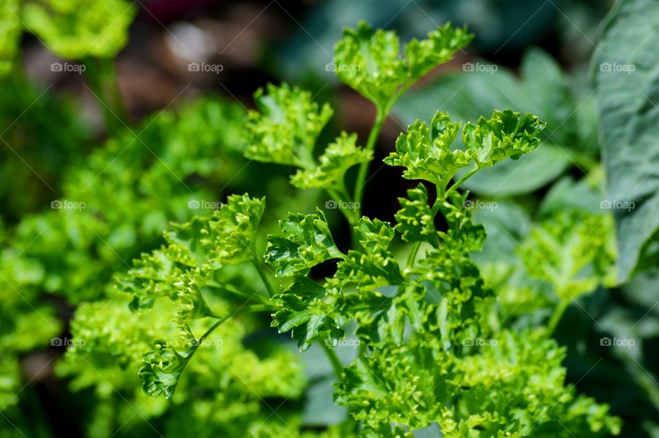 Curly Parsley