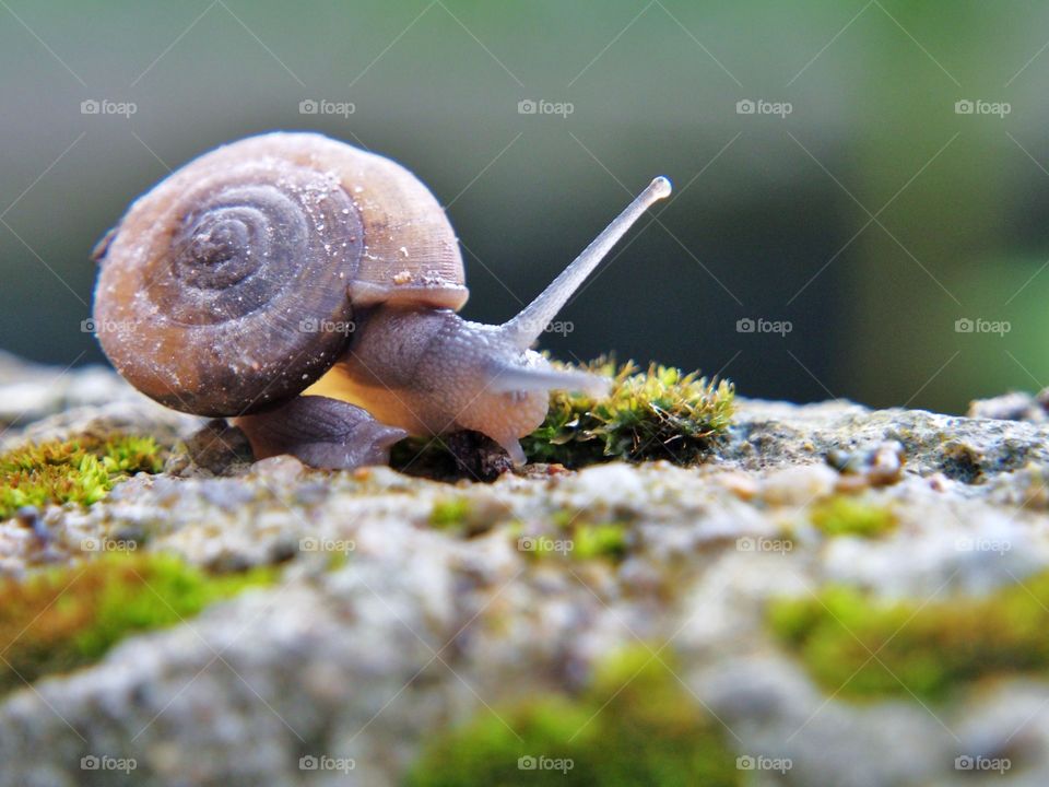 Common  garden  snail on of the moss