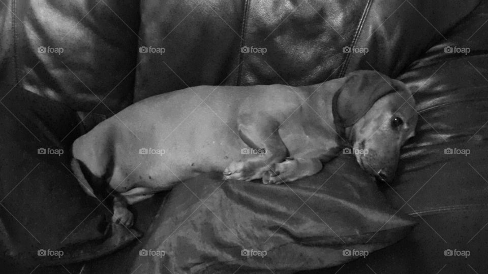 daschund sleeping. pet resting on chair