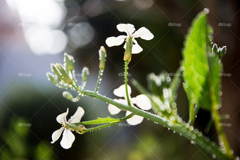 white spring flowers 