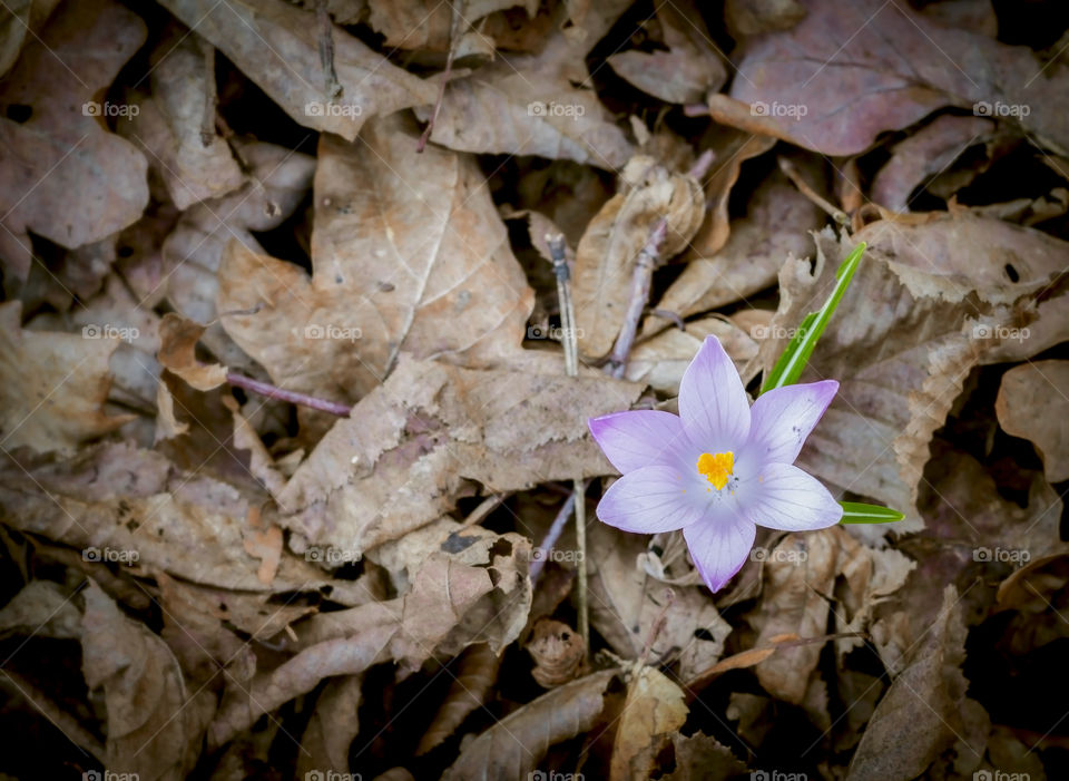 Single crocus and dry leafs on ground, early spring 