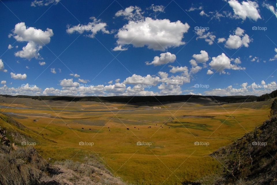 Bison afar off in a prairie in Yellowstone National Park