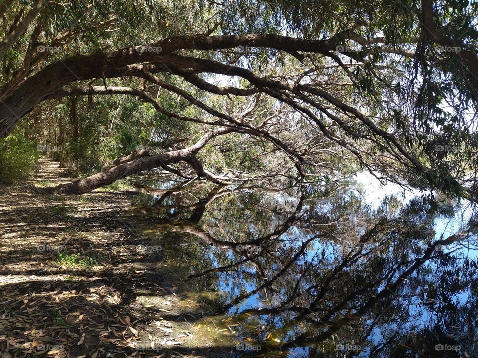 trees and pond