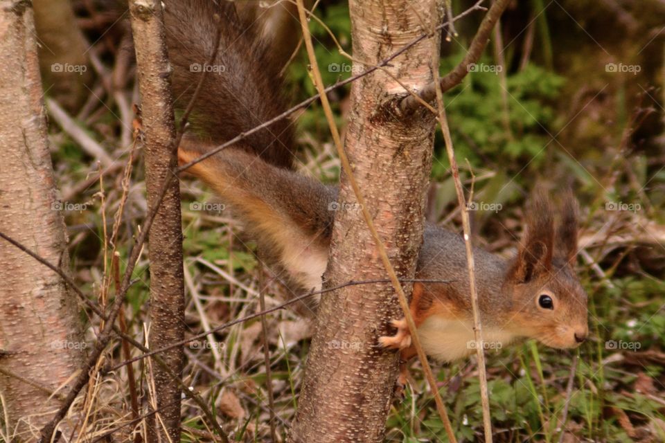 Squirrel performing yoga 