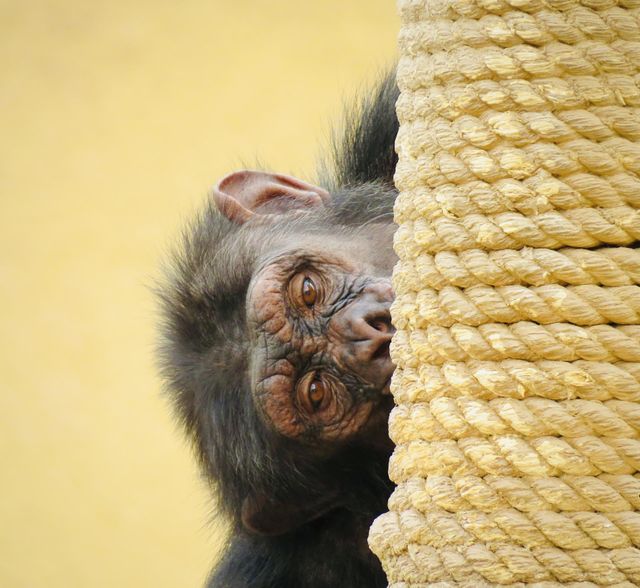 spy monkey 🐵