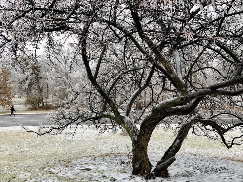 Frozen tree with woman walking on the road. 