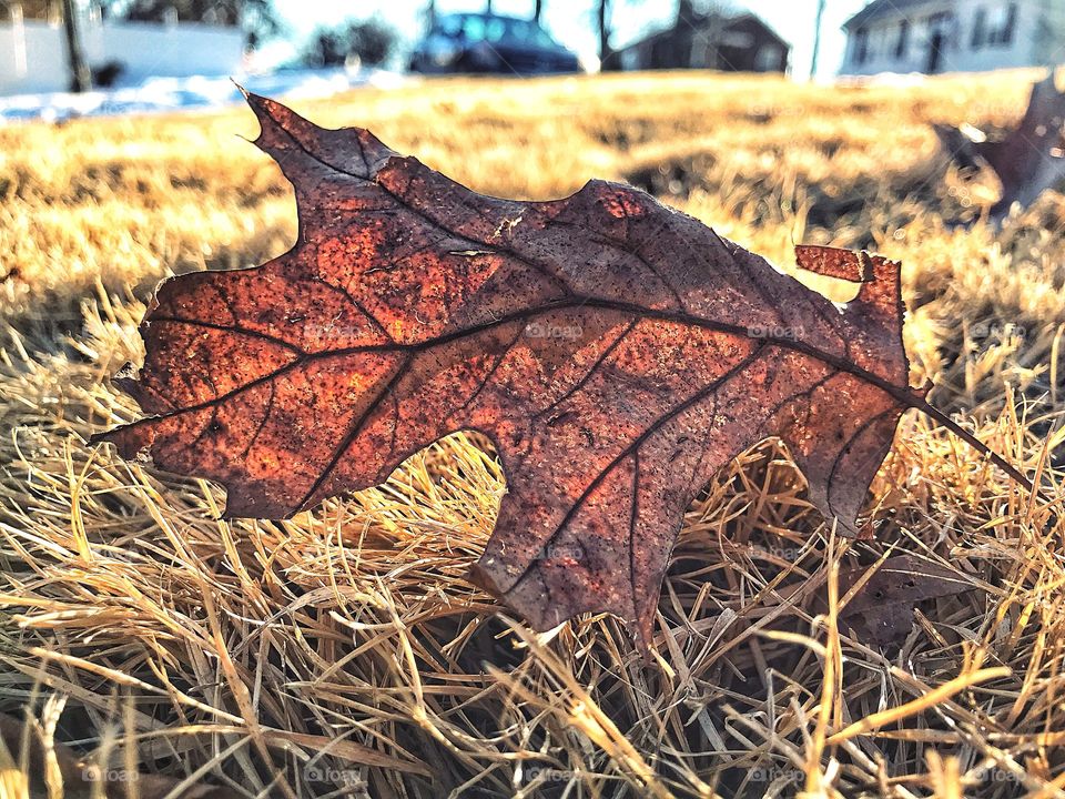 Sunlight through desiccated leaf