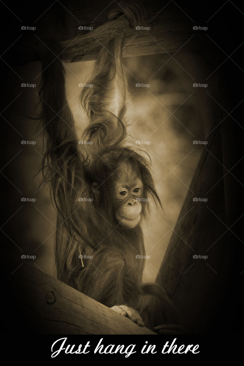 "Hang in there" text on sepia image of young orangutan pensively hanging from a pole