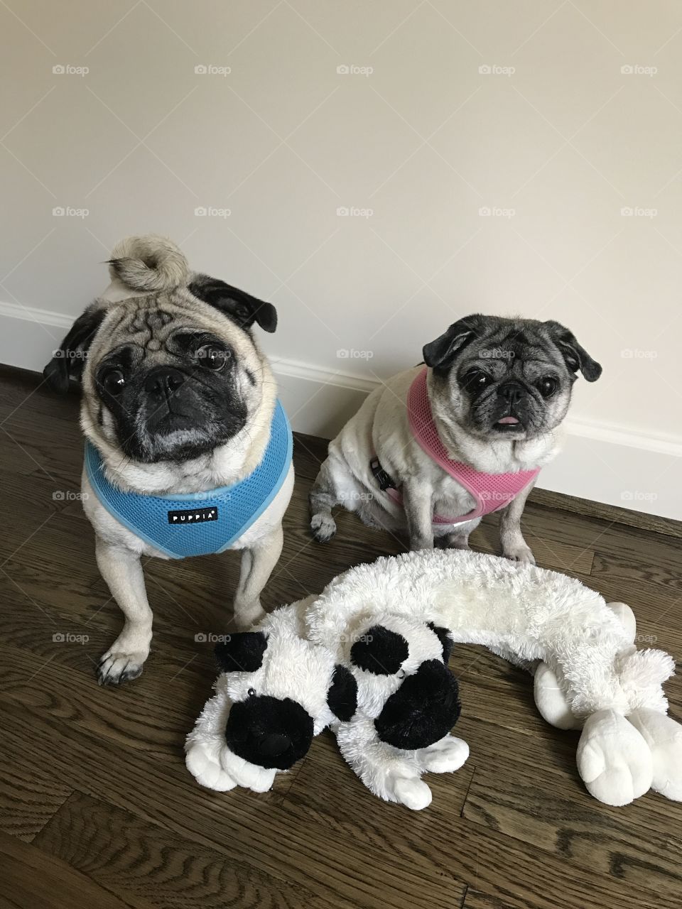 Brother and sister pugs 