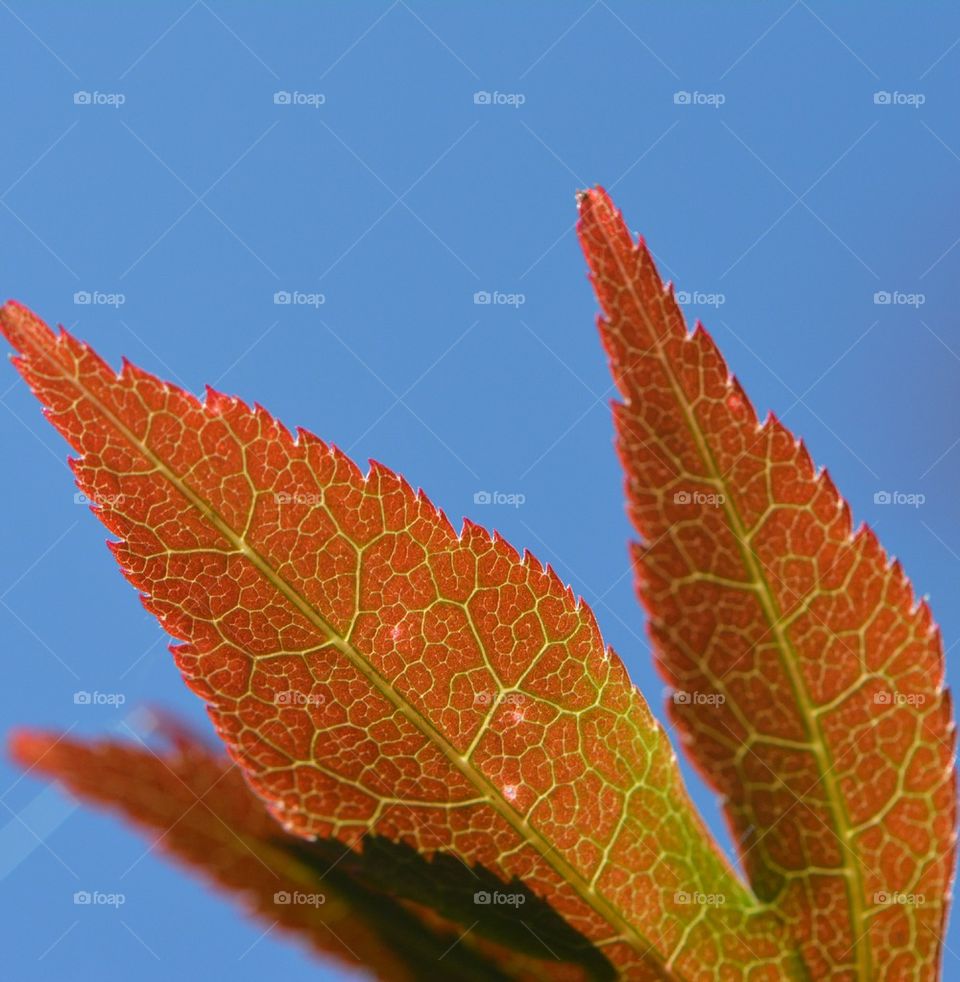 Veins in Japanese Maple leaf